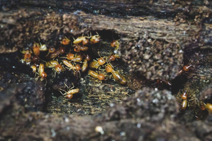 Termite Infestation in Furniture