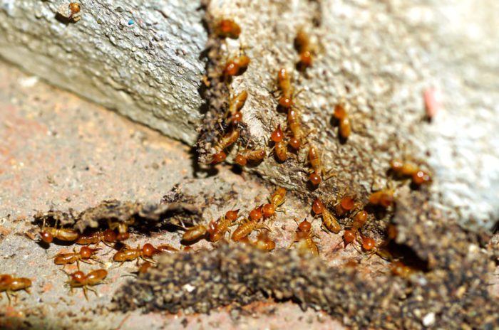 Drywood Termites vs Subterranean Termites