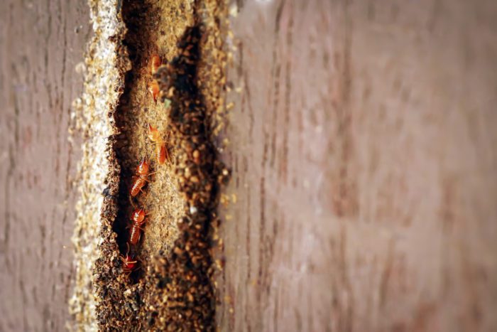 Termite Droppings