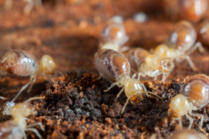 termites in the walls