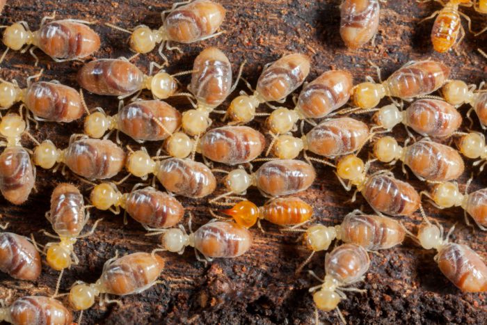 Natural Predators of Termites