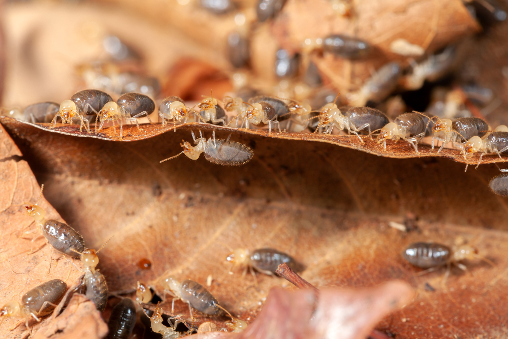 Termites Diet What Do Termites Eat   Termites Leave Macrophotography 