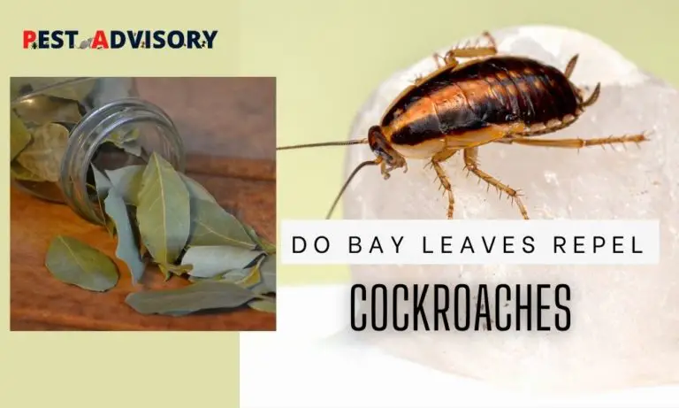 bay leaves repel cockroaches