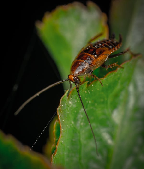 Do Diatomaceous Earth Kill Cockroaches Roach Control Solutions