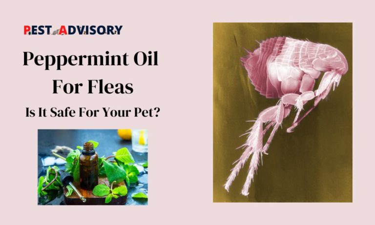 peppermint oil for fleas