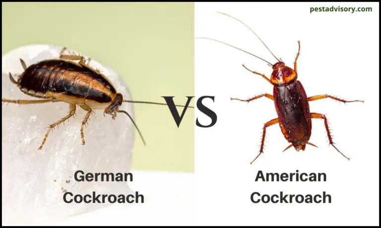 German cockroach vs. American cockroach