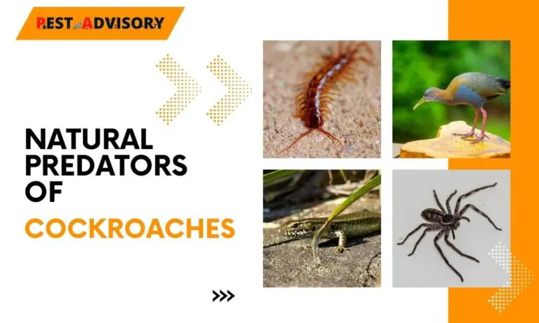 natural predators of cockroaches