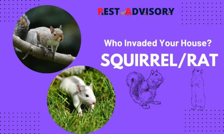 squirrel or rat who invaded your house