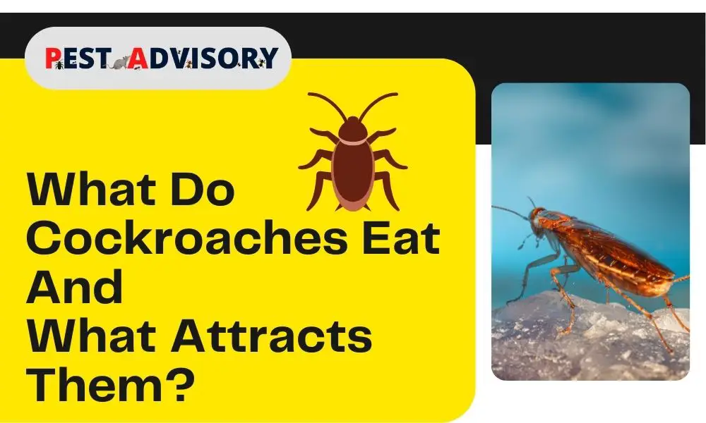 What cockroaches eat and what attracts cockroaches