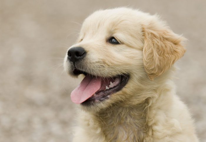 Flea Treatment for Puppies