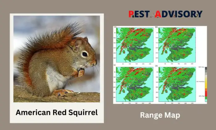 american red squirrel found in usa