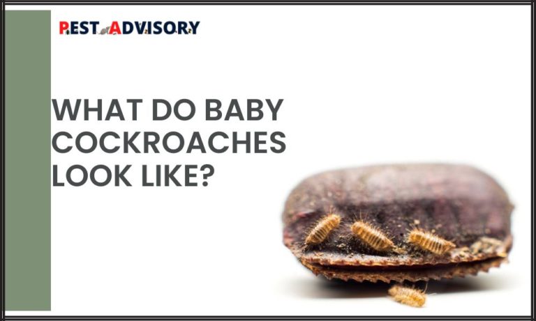 baby cockroaches look like