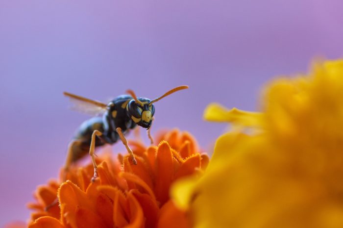 how do wasps pollinate figs