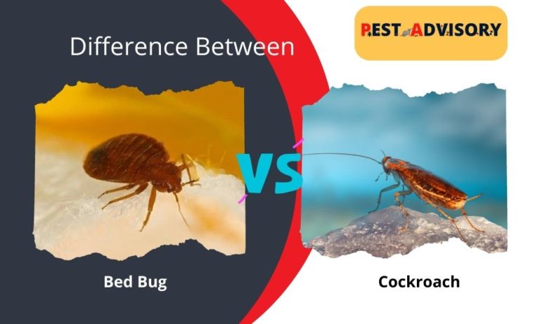 difference between bed bug and cockroach
