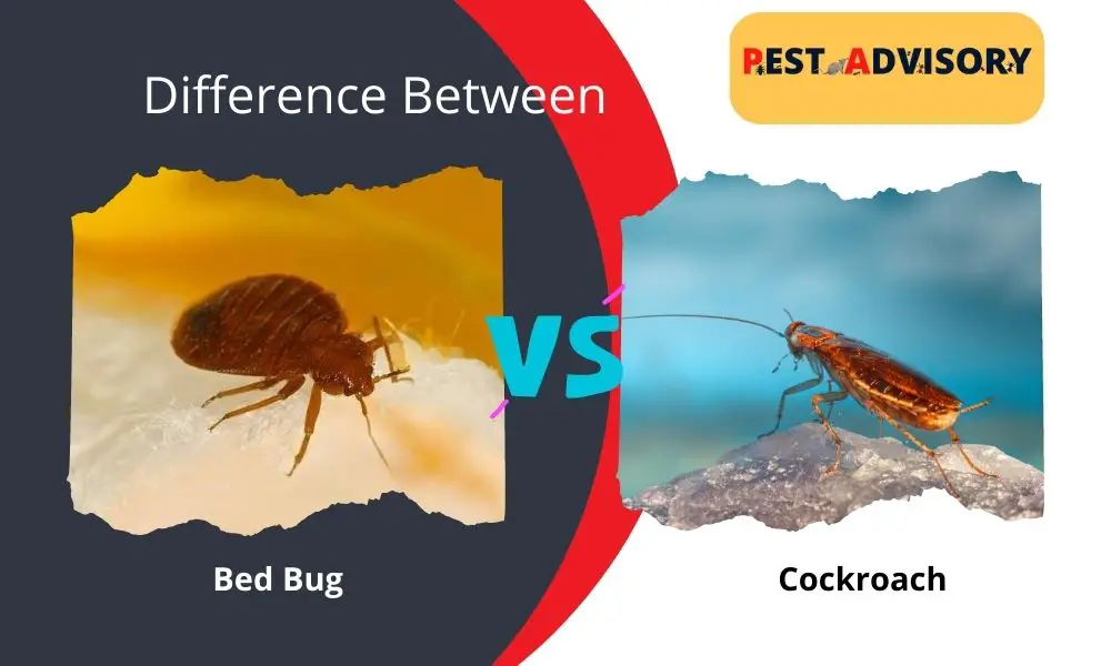 difference between bed bug and cockroach