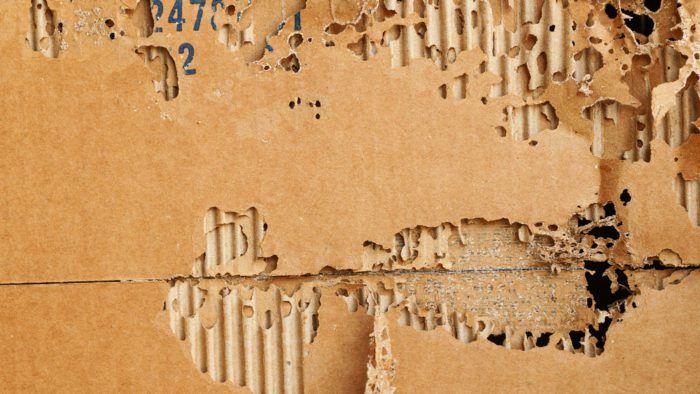 Do Termites Eat Paper or Cardboard?