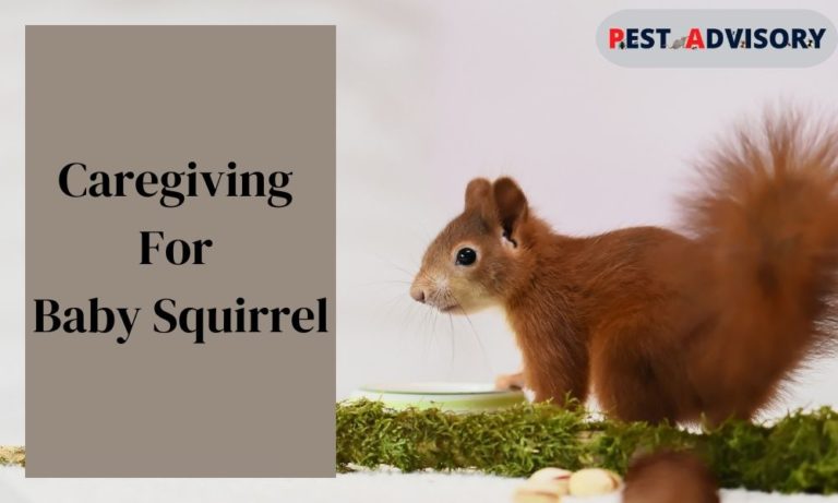 caregiving for baby squirrel