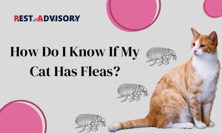 how do i know if my cat has fleas