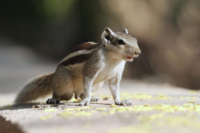 How to Identify the Infestation? Squirrel or Rat?