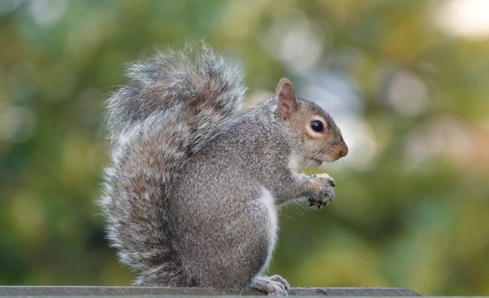 Why do Squirrels Shake Their Tails?