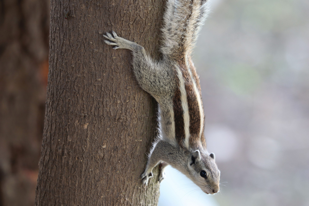 Squirrels in the USA: The Different Types