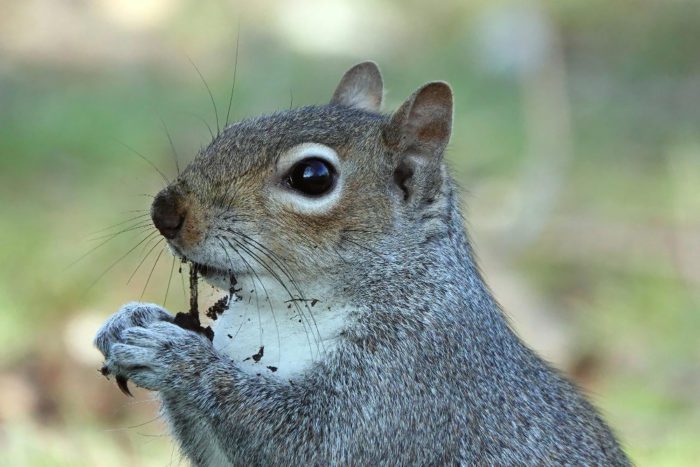 Is Squirrels Bite Humans?