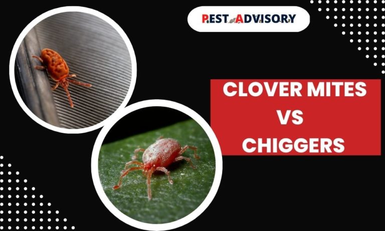 difference between clover mites and chiggers