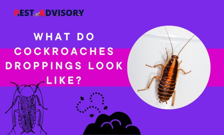 cockroach droppings look like