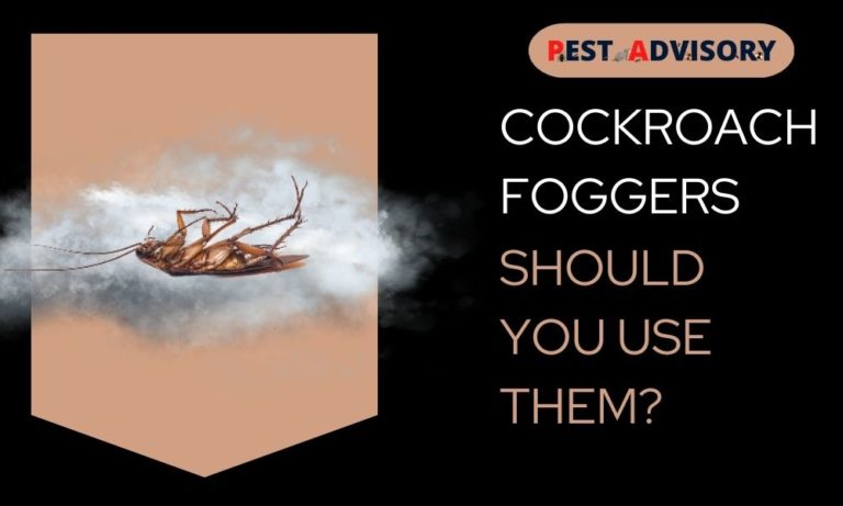 cockroach fogger should you use them