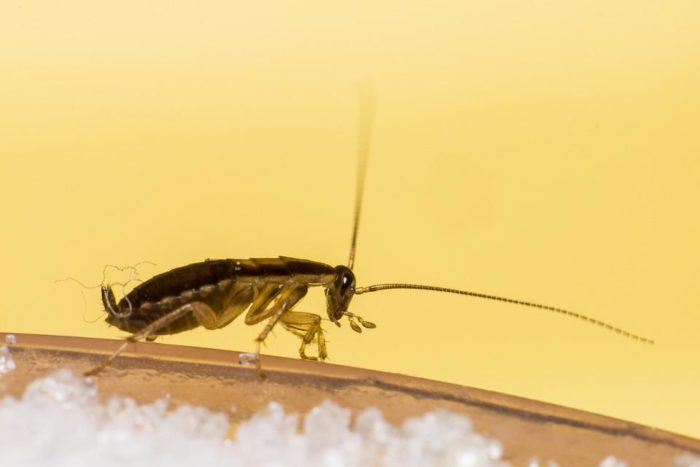 dead bugs in fridge