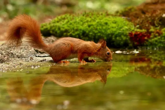 Can Squirrels Swim?