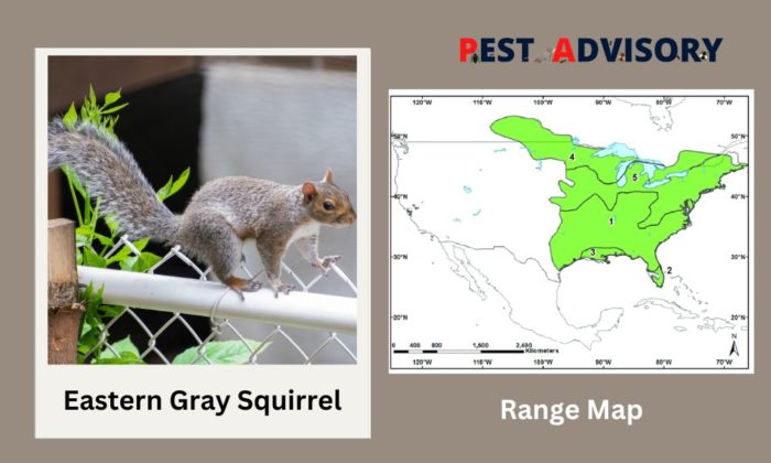 eastern gray squirrel found in the usa