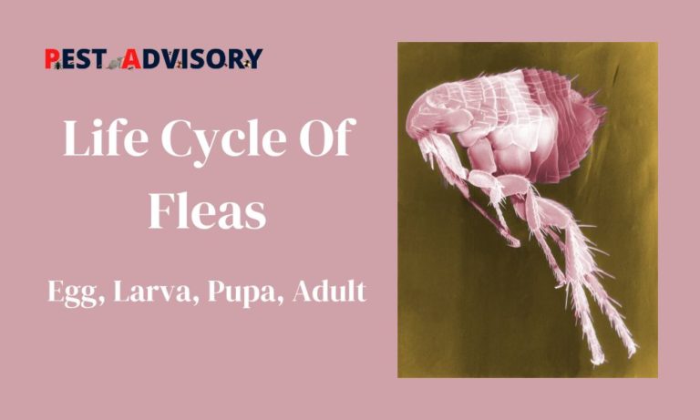life cycle of fleas