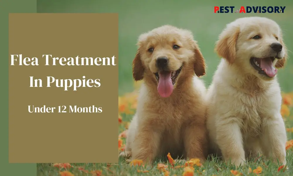 flea treatment in puppies under 12 months