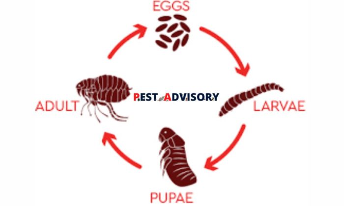 life cycle of fleas
