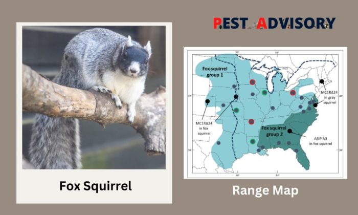 fox squirrel found in the USA