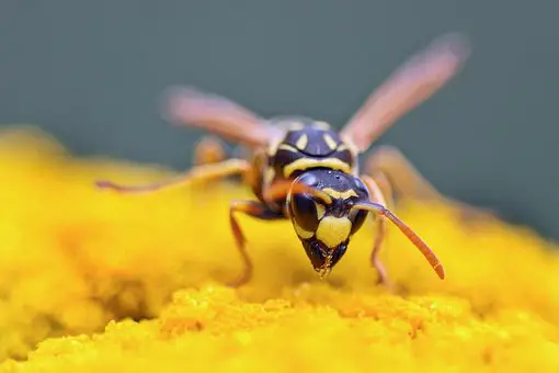 signs of wasp infestation in home