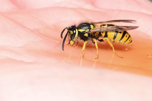 benefits and risks of wasps