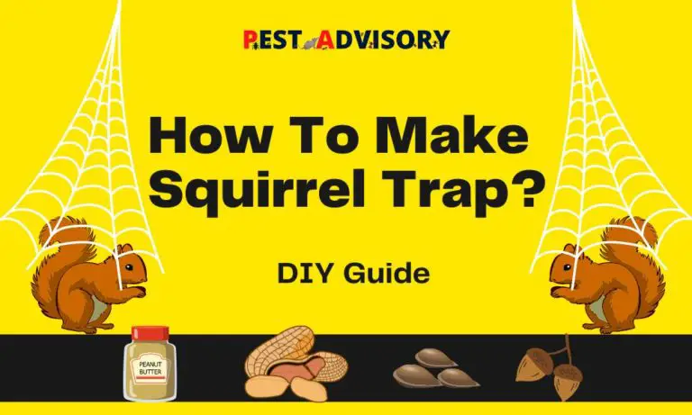 how to make squirrel trap