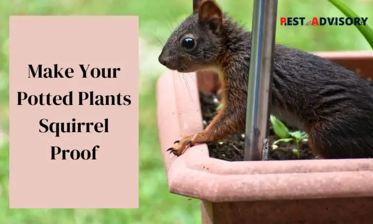 make your potted plants squirrel proof