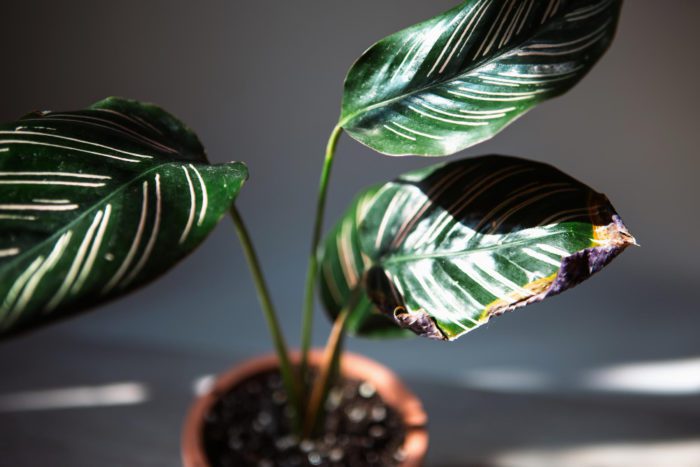 How to Get Rid Of Spider Mites On Houseplants