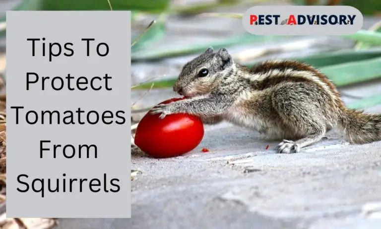 protect tomatoes from squirrels