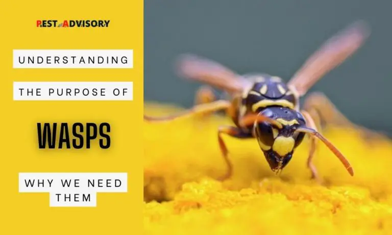 understanding the purpose of wasps