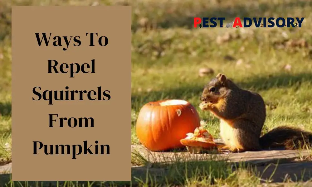 ways to repel squirrels from pumpkin