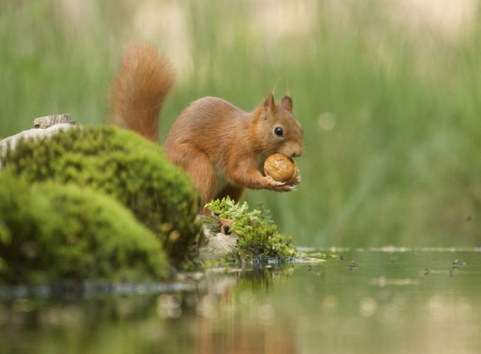 How to Take Care of Baby Squirrels