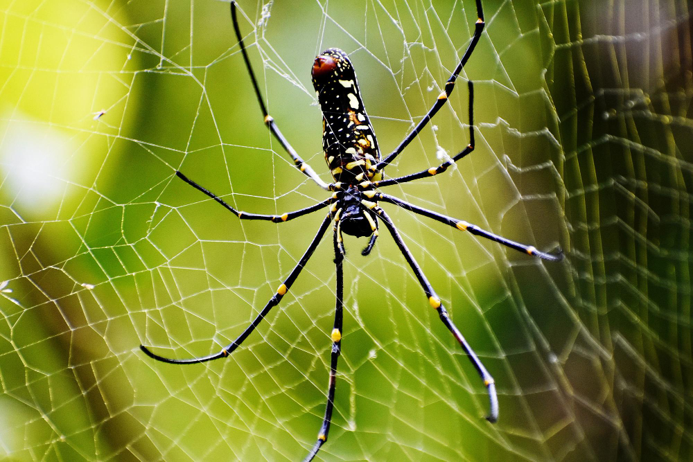 How to Make a DIY Spider Trap At Home?