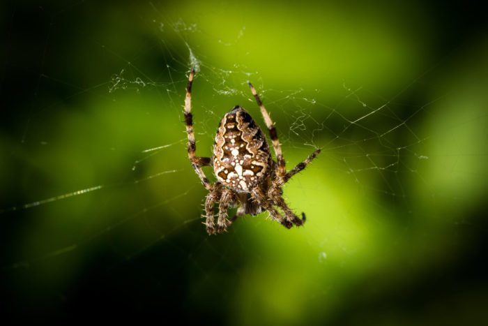 What Food Do Common House Spiders Consume?
