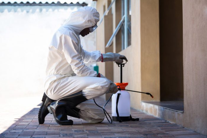 Treatment for Termites in House