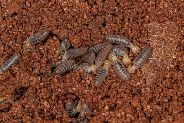 What Causes Termites in House