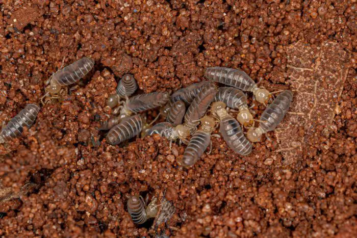 How to Identify Termites